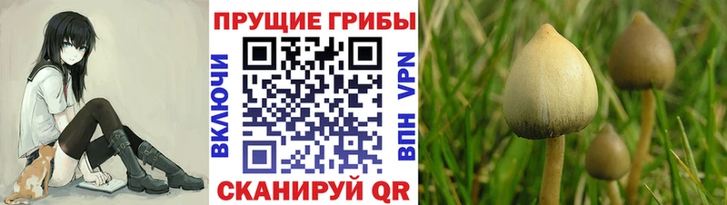 Галлюциногенные грибы Psilocybine cubensis  Белинский 